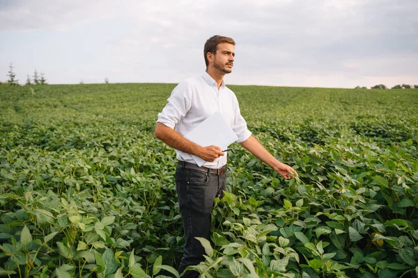 Agrónomo Que Inspecciona Los Cultivos Soja Que Crecen Campo Agrícola — Foto de Stock