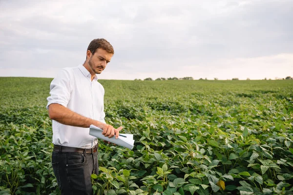 Agronomist Tarlada Yetişen Soya Fasulyesi Ekinlerini Inceliyor Tarım Üretim Konsepti — Stok fotoğraf