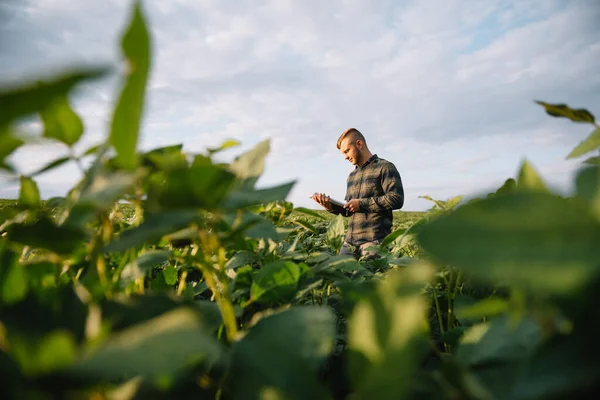 Γεωπόνος Που Επιθεωρεί Καλλιέργειες Σπόρων Σόγιας Που Καλλιεργούνται Στο Χωράφι — Φωτογραφία Αρχείου
