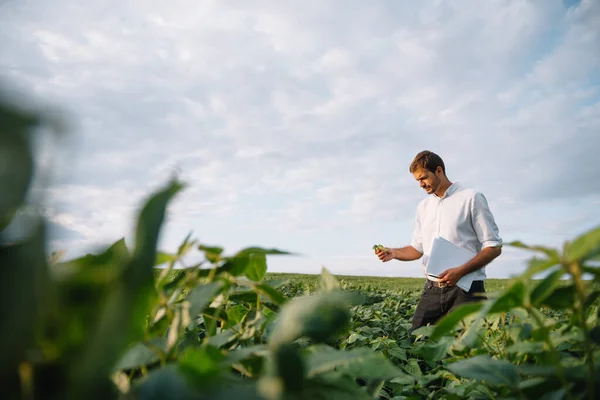 Agronomist Tarlada Yetişen Soya Fasulyesi Ekinlerini Inceliyor Tarım Üretim Konsepti — Stok fotoğraf