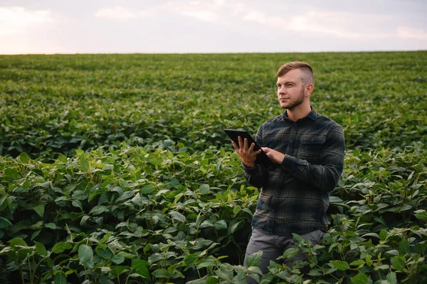 Young agronomist holds tablet touch pad computer in the soy field and examining crops before harvesting. Agribusiness concept. agricultural engineer standing in a soy field with a tablet in summer