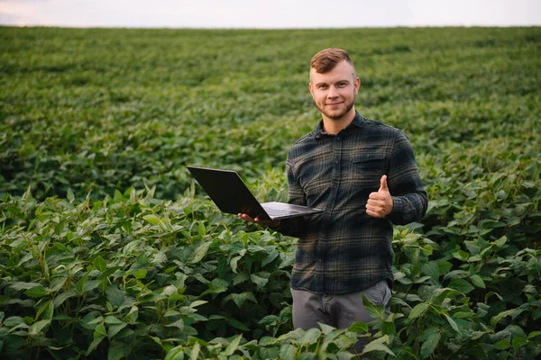 Agronomo Che Ispeziona Colture Soia Che Crescono Nel Campo Agricolo — Foto Stock