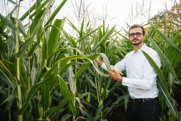 Boldog Mezőgazdasági Termelő Területen Ellenőrzése Kukoricát Növények Egy Napsütéses Nyári — Stock Fotó