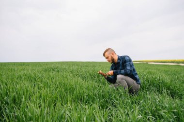 Elinde yeşil buğday olan bir tarımcı. Arkaplanda buğday tarlası
