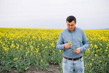 Ellerinde tecavüzle Agronomist. Arkaplanda buğday tarlası