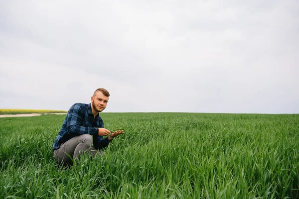 Агроном Зеленой Пшеницей Руках Поле Пшеницы Заднем Плане — стоковое фото