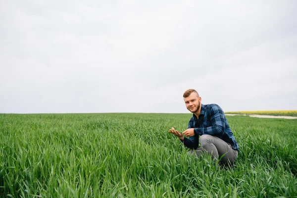 Агроном Зеленой Пшеницей Руках Поле Пшеницы Заднем Плане — стоковое фото