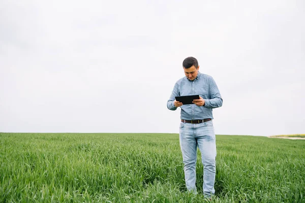 Ung Stilig Agronomen Lantbruksingenjör Står Grönt Vetefält Med Tablett Händerna — Stockfoto