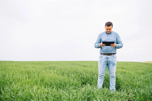 若い農学者は緑の小麦畑にタブレットタッチパッドコンピュータを保持しています 農業ビジネスの概念 夏にタブレット付きの小麦畑に立つ農業技術者は — ストック写真