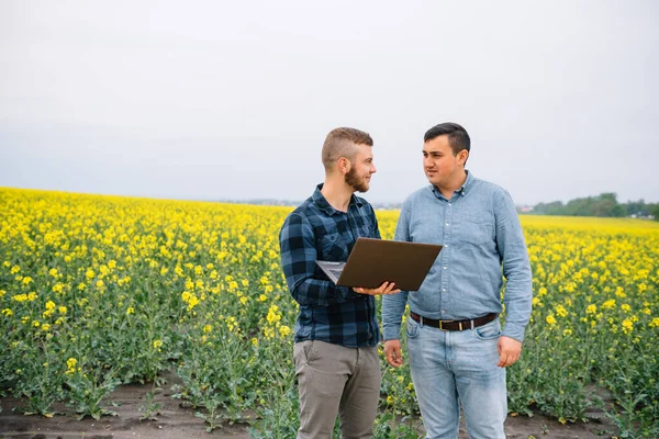 レイプフィールドに立ってノートパソコンを見ている2人の農家は 会社を調べている 農業ビジネスの概念 レイプの現場に立つ農業技術者は — ストック写真