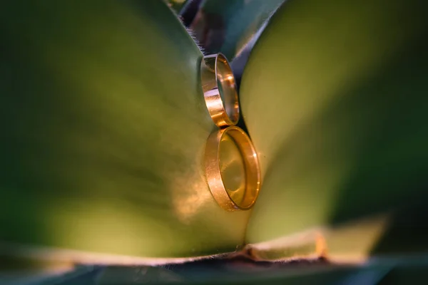 结婚戒指 新郎新娘的两只结婚戒指 — 图库照片