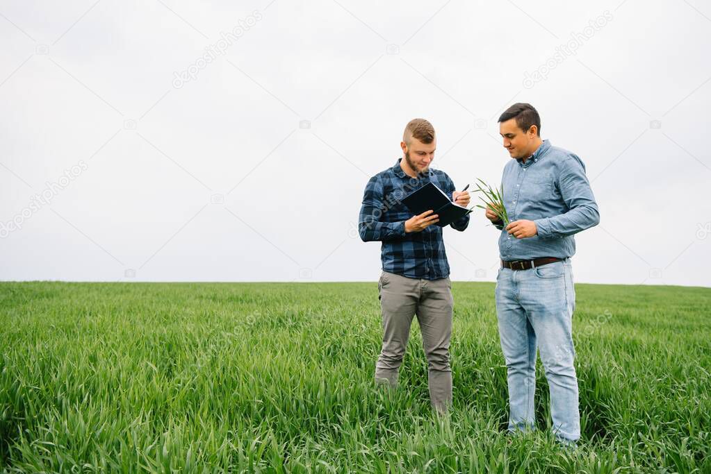 Two farmer standing in a wheat field and looking at notebook, they are examining corp. Young handsome agronomist. Agribusiness concept. agricultural engineer standing in a wheat field