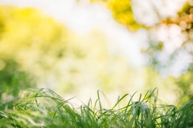 Bahar ya da yaz ve çimen tarlasıyla soyut doğa geçmişi. Yeşil çim tarlası ve bokeh ışığı olan bir arka plan. yaz arkaplanı