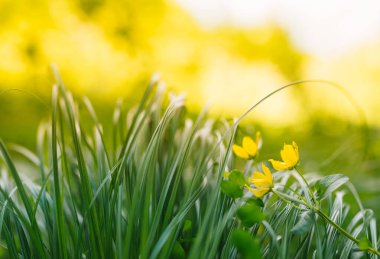 Bahar ya da yaz ve çimen tarlasıyla soyut doğa geçmişi. Yeşil çim tarlası ve bokeh ışığı olan bir arka plan. yaz arkaplanı