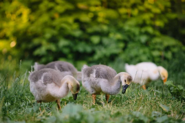 Μικρά Goslings Περπάτημα Στο Γρασίδι Μεταξύ Μαργαρίτα Λουλούδια — Φωτογραφία Αρχείου