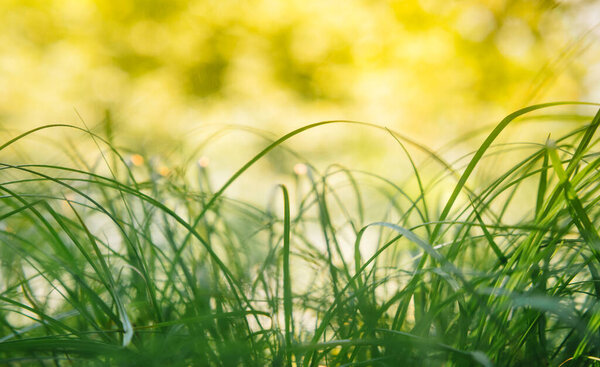 Spring or summer and abstract nature background with grass field. Background with green grass field and bokeh light. summer background