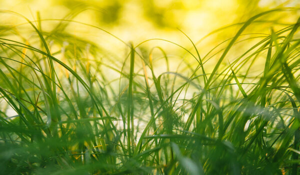 Spring or summer and abstract nature background with grass field. Background with green grass field and bokeh light. summer background