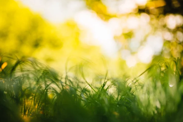 Lente Zomer Abstracte Natuur Achtergrond Met Grasveld Achtergrond Met Groen — Stockfoto