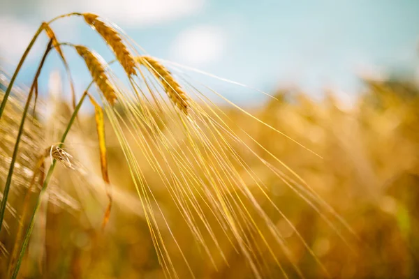 Geweldige Landbouw Zonsondergang Landschap Groei Natuur Oogst Natuurlijke Tarwe Veld — Stockfoto