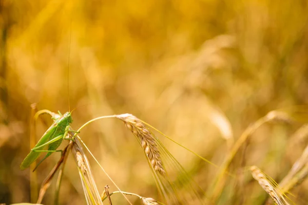 Groene Sprinkhanen Verslinden Een Grote Gerst Insectenplaag Ongediertebestrijding Landbouw — Stockfoto