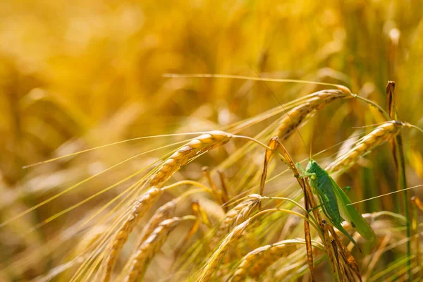 Groene Sprinkhanen Verslinden Een Grote Gerst Insectenplaag Ongediertebestrijding Landbouw — Stockfoto