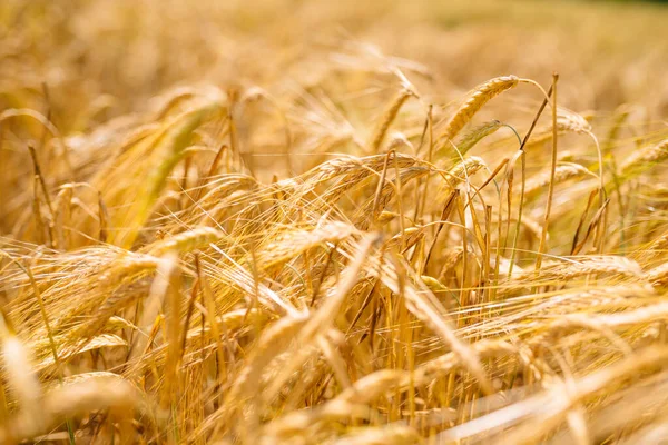 Geweldige Landbouw Zonsondergang Landschap Groei Natuur Oogst Natuurlijke Tarwe Veld — Stockfoto