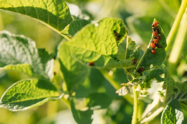 Escarabajo Colorado Come Hojas Patata Cerca Concepto Invasión Escarabajos Mala — Foto de Stock