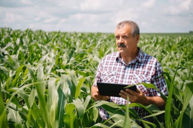 Çiftlikteki bitkileri kontrol eden yetişkin bir çiftçi. Tarımcı mısır tarlasında tablet tutuyor ve ekinleri inceliyor. Tarım sektörü konsepti. Tarım mühendisi elinde tabletle mısır tarlasında duruyor..