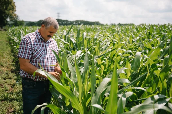 Dospělý Farmář Kontroluje Rostliny Své Farmě Agronomista Drží Tabletu Kukuřičném — Stock fotografie