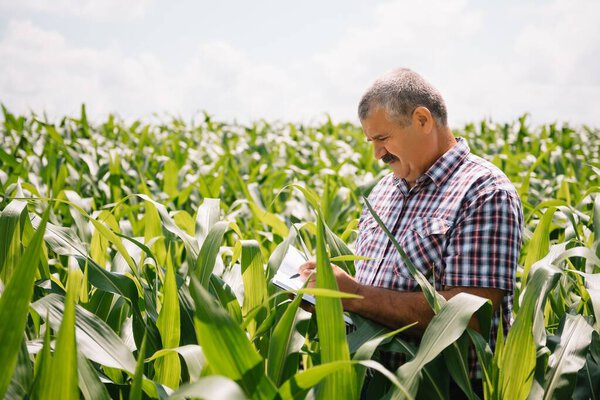 Adult farmer checking plants on his farm. agronomist holds tablet in the corn field and examining crops. Agribusiness concept. agricultural engineer standing in a corn field with a tablet.