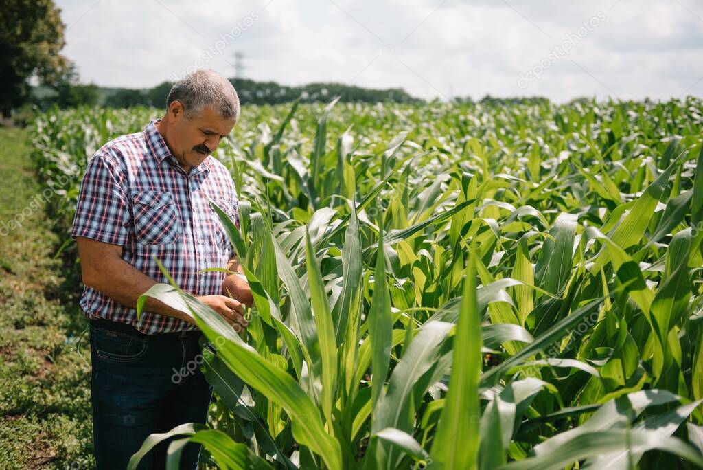 Adult farmer checking plants on his farm. agronomist holds tablet in the corn field and examining crops. Agribusiness concept. agricultural engineer standing in a corn field with a tablet.