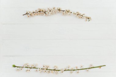 kiraz çiçeği bahar arkaplanı, beyaz ahşap