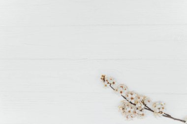kiraz çiçeği bahar arkaplanı, beyaz ahşap