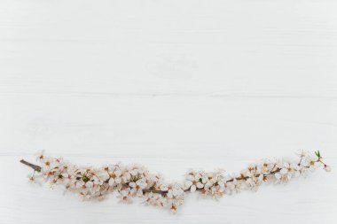 İlk çiçek. Yazın beyaz çiçekler ve eski ahşap arka planda. Mesajın için yer aç..