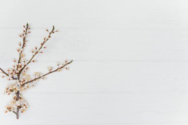 kiraz çiçeği bahar arkaplanı, beyaz ahşap