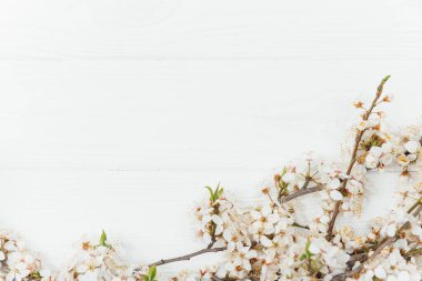 İlk çiçek. Yazın beyaz çiçekler ve eski ahşap arka planda. Mesajın için yer aç..