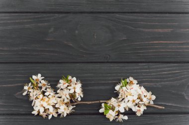 Koyu kırsal ahşap arka planda kiraz çiçeği brunch 'ı.