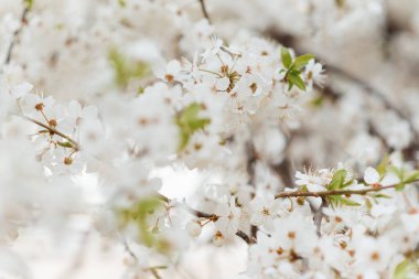 Baharda arkaplan için kiraz çiçeği ya da metin için kopyalama alanı