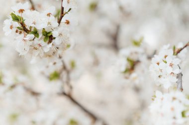 Bahar güneşinde yumuşak bokeh ile beyaz kiraz çiçekleri