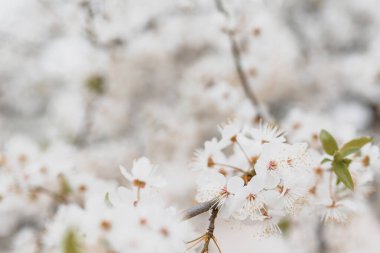 Baharda arkaplan için kiraz çiçeği ya da metin için kopyalama alanı
