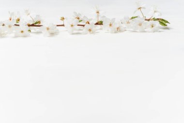 Beyaz kırsal ahşap masada kiraz çiçeği. İlkbahar çiçekleri eski püskü püskü arka planda ve mesaj için yeri var. Anneler Günü konsepti. Annemin hediyesi. Üst Manzara. Boşluğu kopyala.