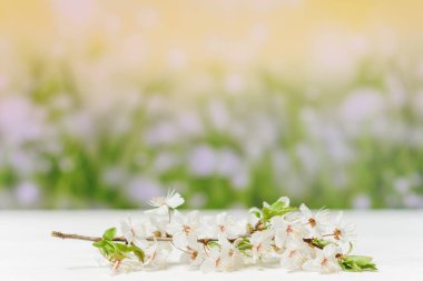 Çiçek açan kiraz dalının arka plandaki beyaz ahşap bir masada, bahar gökyüzünün arka planında. Bahar tazeliği. Metin için yer.
