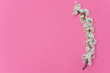 Güzel beyaz çiçek dalları olan bahar sınır arkaplanı. Pastel pembe arka plan, narin çiçekler. İlkbahar konsepti. Düz görünüm kopyalama alanı.