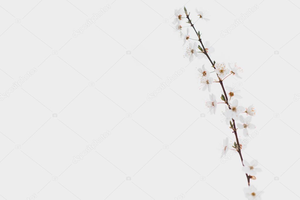 Beautiful tender tree blossom in sunlight, floral background, spring blooming flowers. Cherry blossoms in the Prague city garden. Copy space for text.