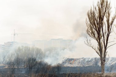 Yanan sazlıklar. Doğa ateş manzarası. Vahşi yaşamın yok olması, gezegendeki insan etkisi. Hava kirliliği, sıcak ve kuru iklim, çevre, Dünya kurtarma kavramı