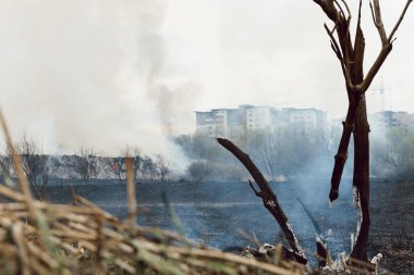 Yanan sazlıklar. Doğa ateş manzarası. Vahşi yaşamın yok olması, gezegendeki insan etkisi. Hava kirliliği, sıcak ve kuru iklim, çevre, Dünya kurtarma kavramı