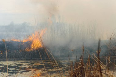 Yanan sazlıklar. Doğa ateş manzarası. Vahşi yaşamın yok olması, gezegendeki insan etkisi. Hava kirliliği, sıcak ve kuru iklim, çevre, Dünya kurtarma kavramı