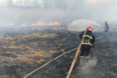 İtfaiyeciler yangına su sıkarlar. İtfaiyeci çalı yangınlarını söndürmek için çok çalışıyor.