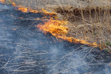 İtfaiyeciler büyük bir yangınla savaşıyor. Ekolojik felaket konsepti. Avustralya. Brezilya.