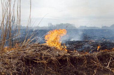 Kızgın orman bahar yangınları. Kuru otları yakıyor, göl boyunca kamış yakıyor. Çayırda çimler yanıyor. Ekolojik felaket. Ateş ve duman tüm yaşamı yok eder. İtfaiyeciler büyük yangını söndürür. Çok duman var.